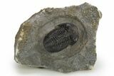 Detailed Gerastos Trilobite Fossil - Morocco #312808-1